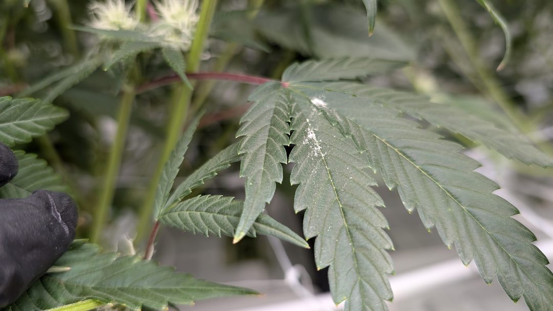 The sign: a dusting of pollen on a fan leaf